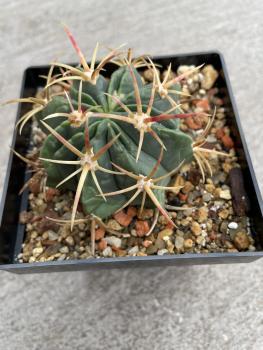 Ferocactus histrix